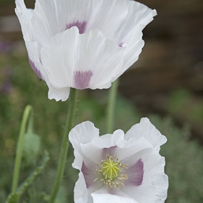 Picture of Papaver Somniferum - Maanzaad (Bread Seed Poppy)